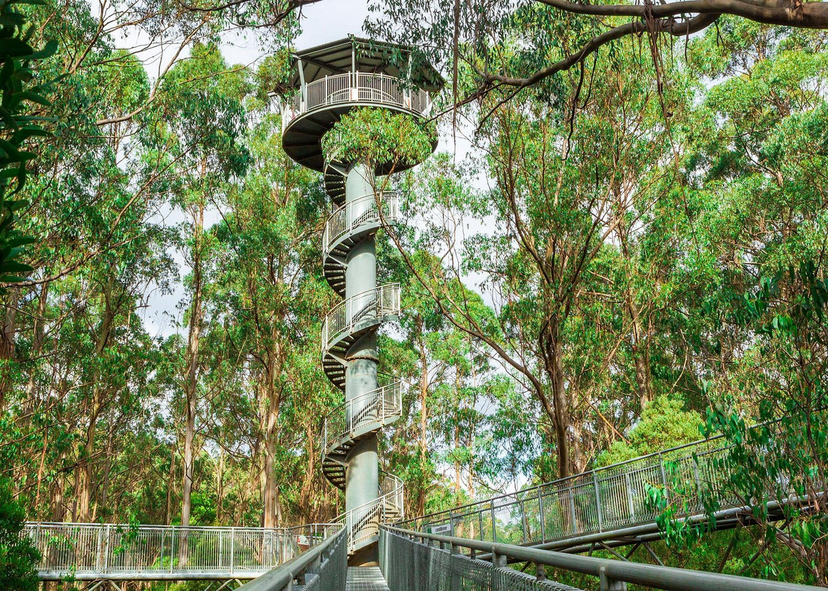 Otway Fly Treetop Adventures Treetop Walk